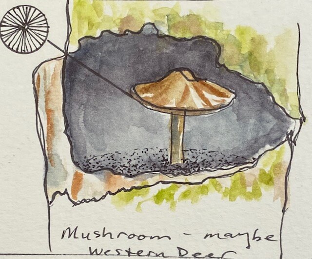 Fins under mushroom