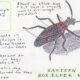 Box Elder Bug