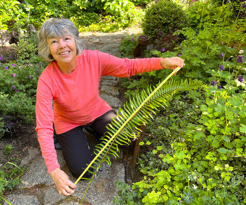 Measuring Sword Ferns