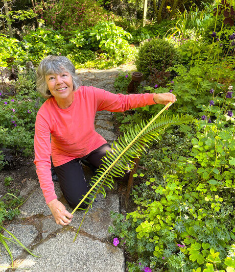 Measuring Sword Ferns