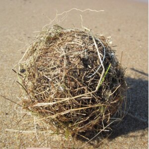 Beach Ball: University of Oregon