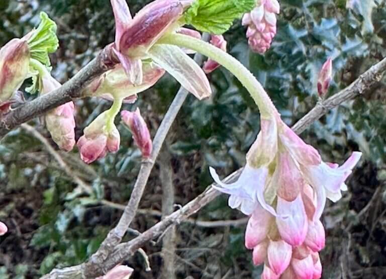 Spring Flowers